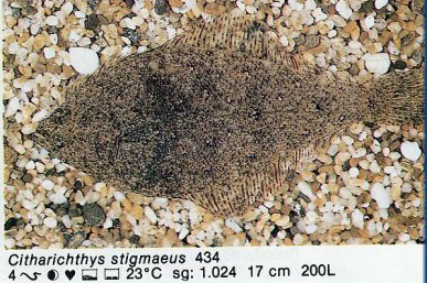 Citharichthys stigmaeus